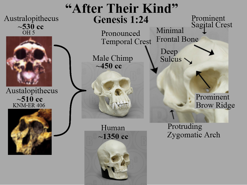 australopithecus platypus skull