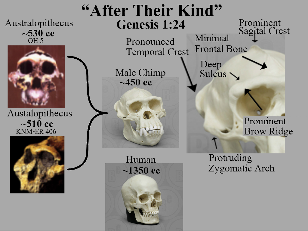 Australopithecus