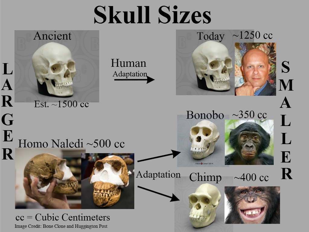 Homo naledi